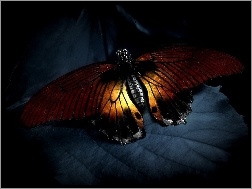 Noc, Motyl, Liść